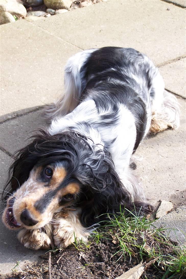 Cocker spaniel Nanna billede 17