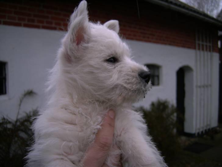 West highland white terrier Dikci billede 11