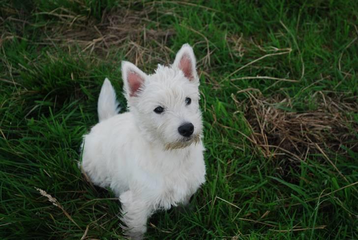 West highland white terrier Dikci billede 12