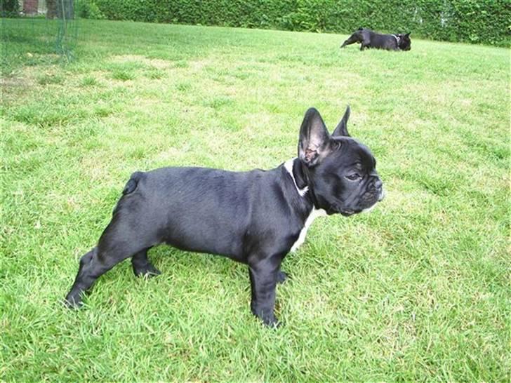 Fransk bulldog Coco +2007-2009+ R.I.P. billede 20