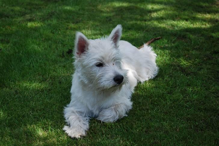 West highland white terrier Dikci billede 13