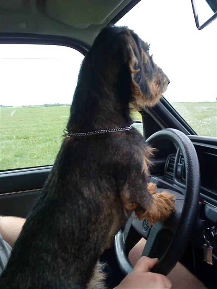 Gravhund laban billede 1