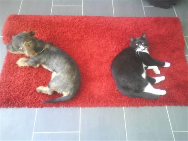 Gravhund laban billede 2