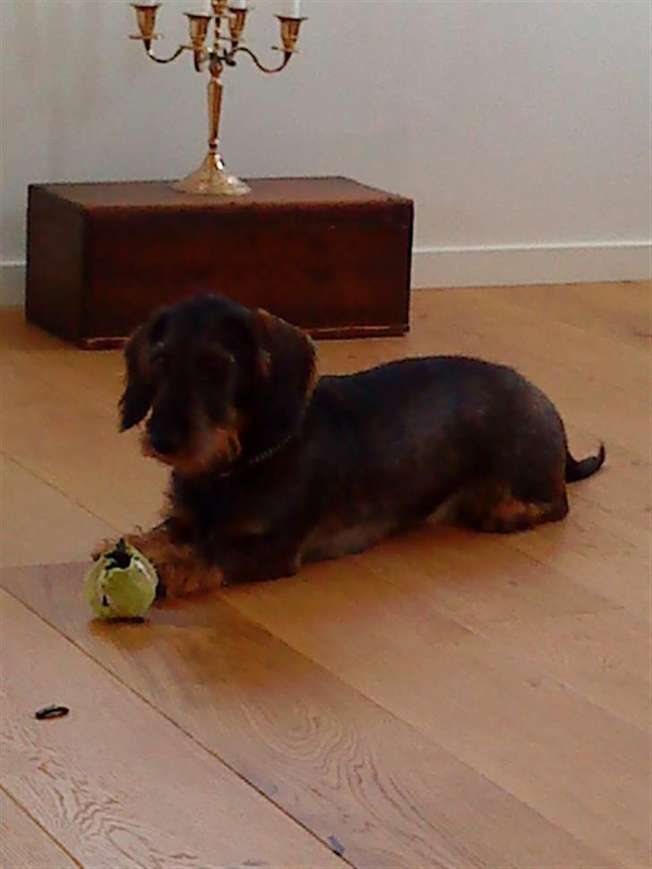 Gravhund laban billede 3