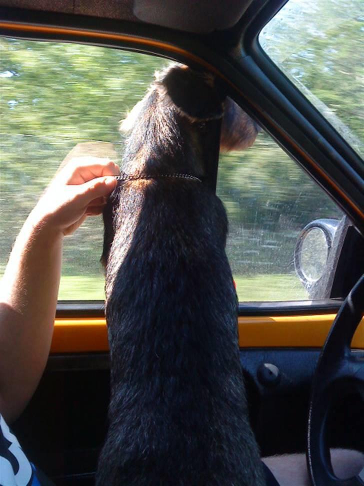 Gravhund laban billede 5