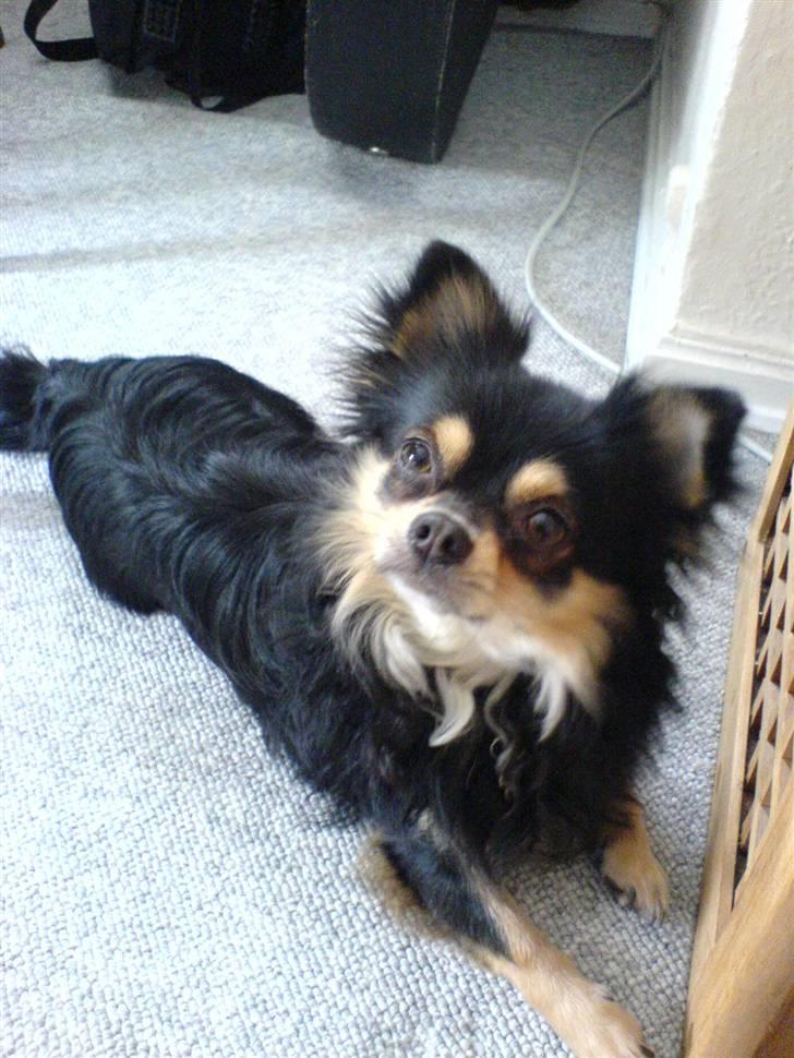 Chihuahua Asterix billede 1