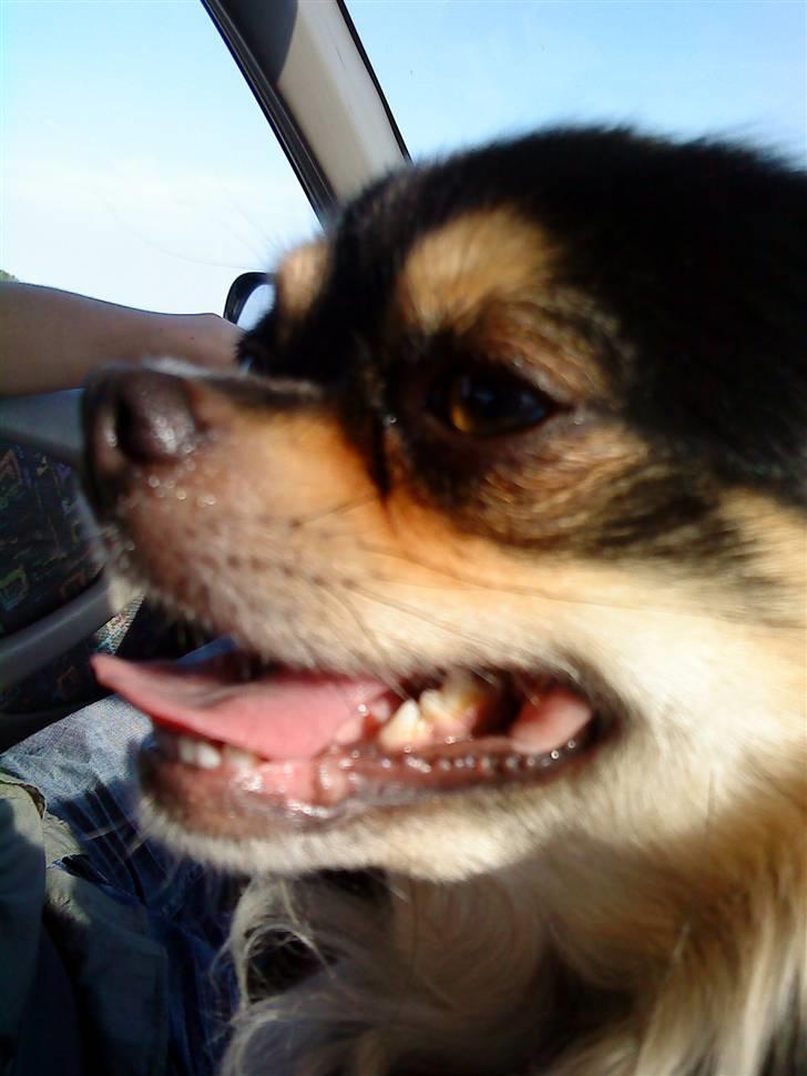 Chihuahua Asterix billede 2