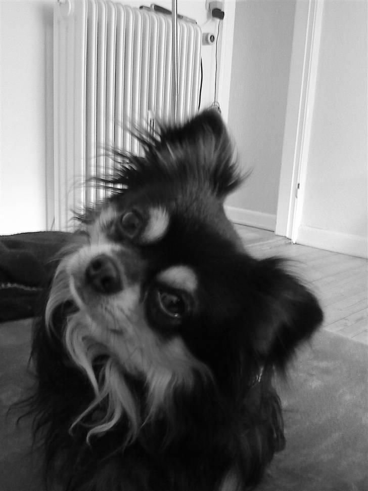 Chihuahua Asterix billede 3