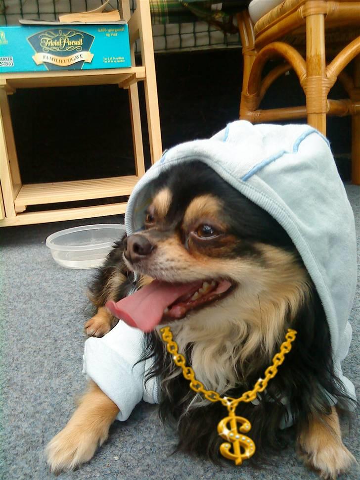 Chihuahua Asterix billede 4