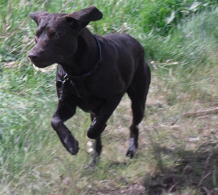 Blanding af racer Bøvl (har fået nye ejere) - Bøvl giver den gas ved søen. fotograf: Lene (mig selv) billede 9