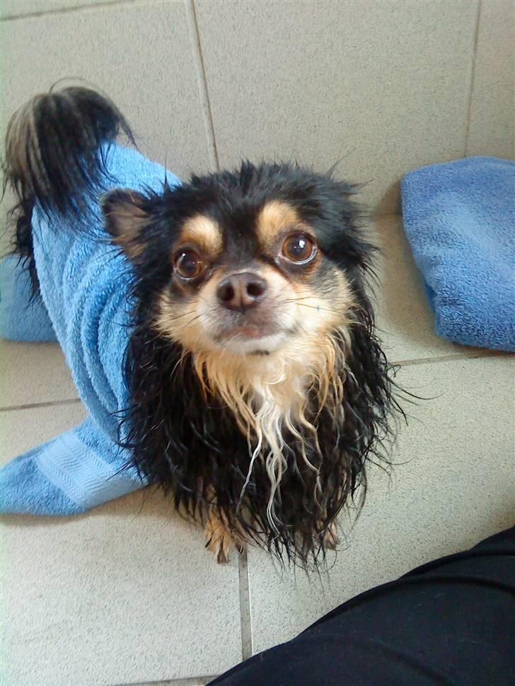 Chihuahua Asterix billede 5