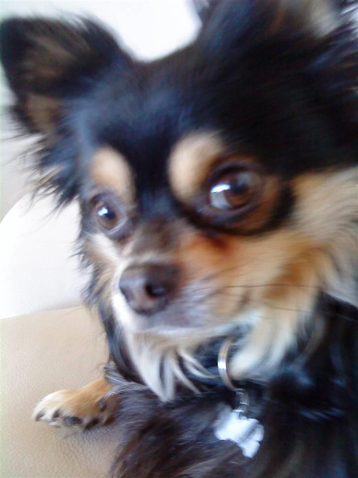 Chihuahua Asterix billede 6