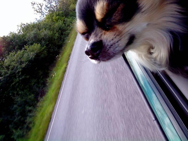 Chihuahua Asterix billede 7