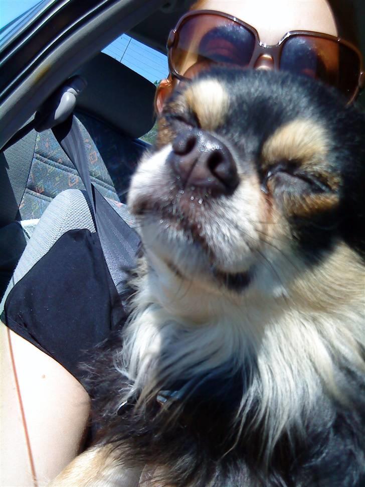 Chihuahua Asterix billede 8