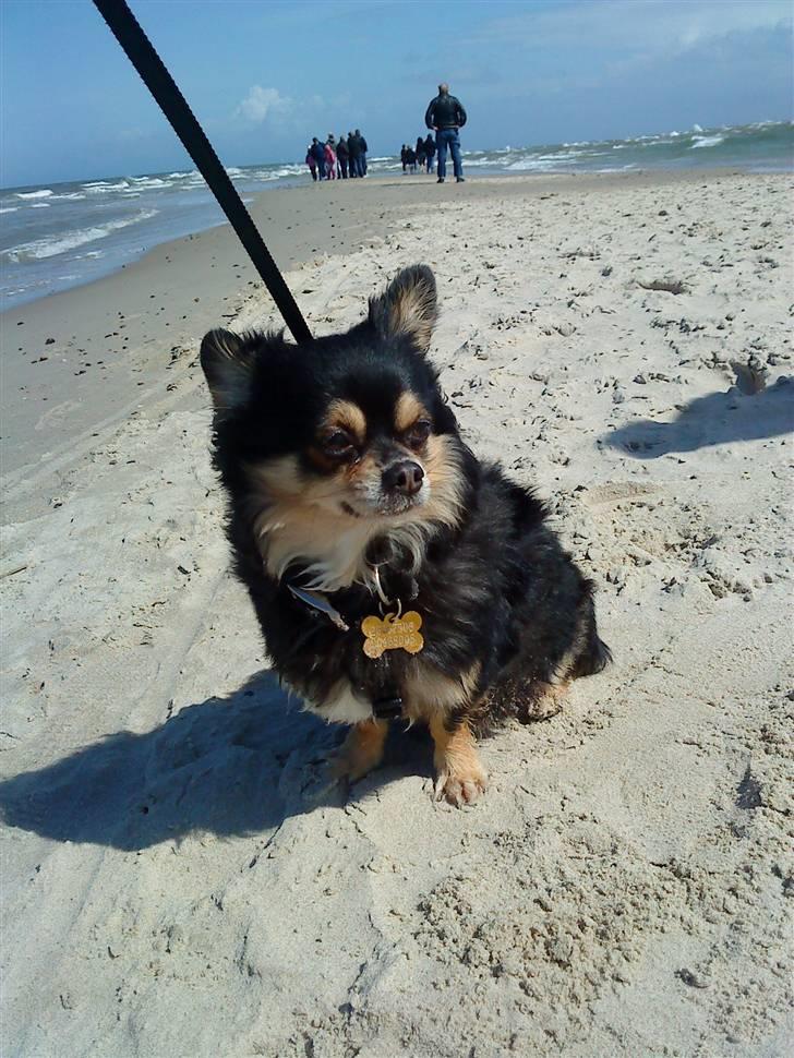 Chihuahua Asterix billede 9