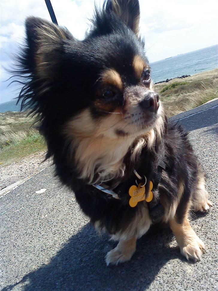 Chihuahua Asterix billede 10