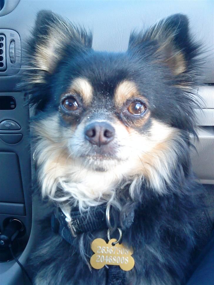 Chihuahua Asterix billede 11