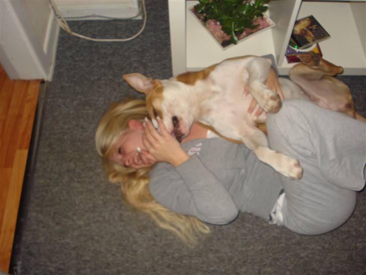 Amerikansk staffordshire terrier Chili - Mor og Chili leger billede 19