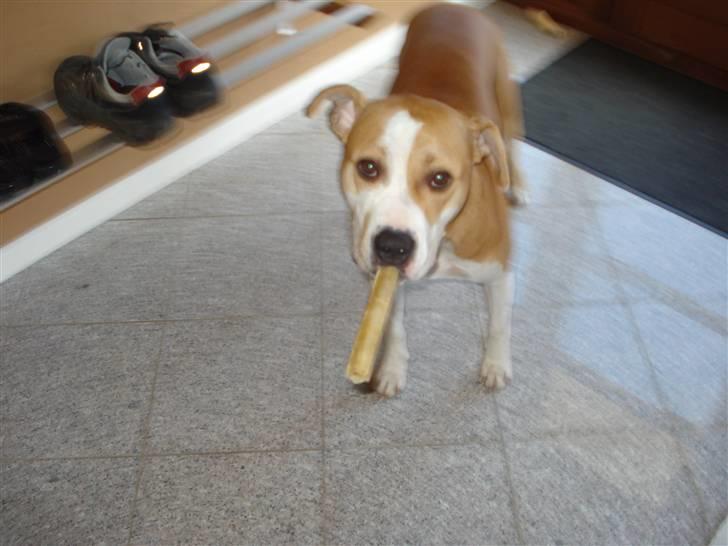 Amerikansk staffordshire terrier Chili - Kan man måske få lidt ild, til dette tyggeben:-p billede 20