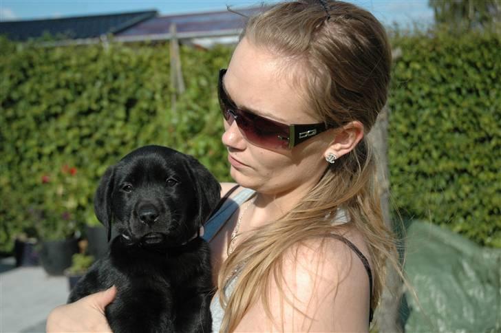 Labrador retriever Freja - Lige fået hende hjem... billede 12