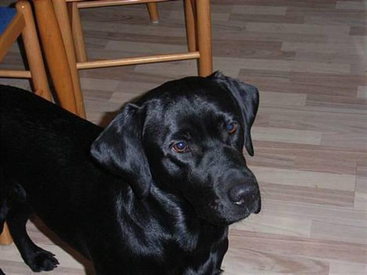 Labrador retriever Mr. Bean  - lækker lækker lækker.. fotograf: Lene (mig selv) billede 2