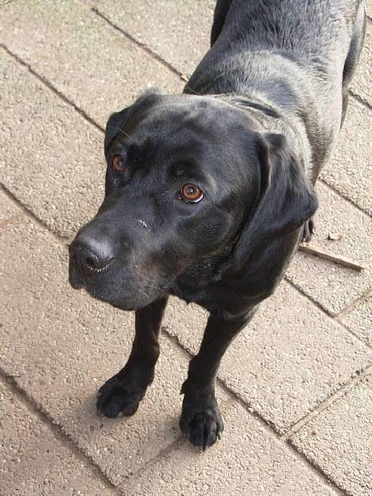 Labrador retriever Mr. Bean  - her ligner han virkelig sin mor! fotograf: Lene (mig selv) billede 3