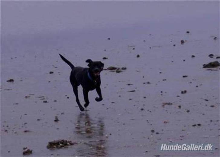 Labrador retriever Mr. Bean  - strandhund. fotograf: Lene (mig selv) billede 6