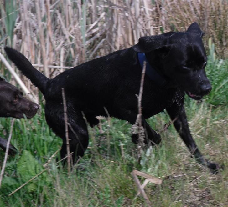 Labrador retriever Mr. Bean  - dejligt billede. fotograf: Lene (mig selv) billede 7