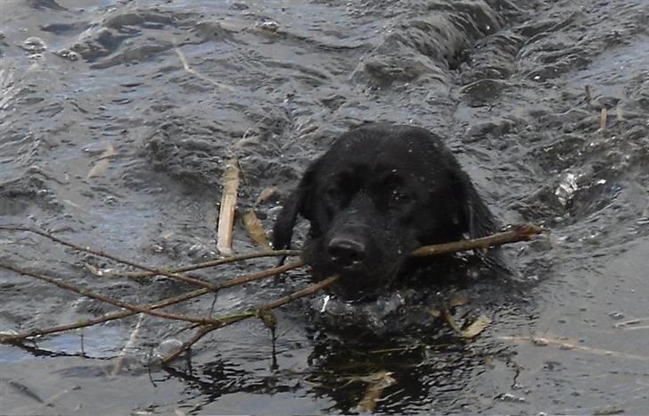 Labrador retriever Mr. Bean  - vandhund. fotograf: Lene (mig selv) billede 10