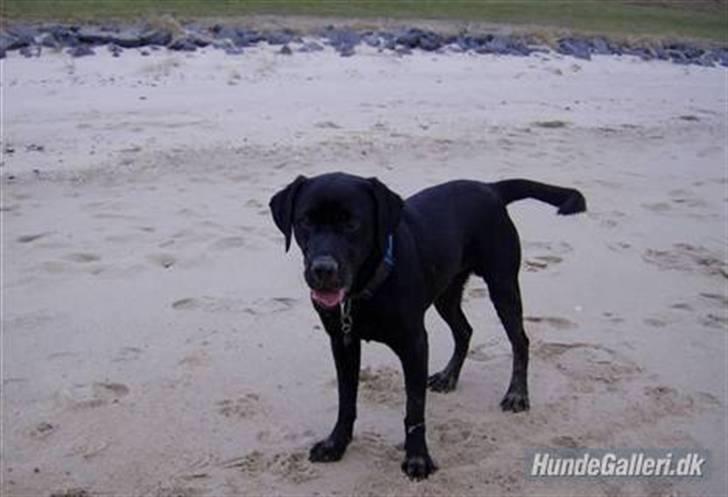 Labrador retriever Mr. Bean  - strandbasse. fotograf: Lene (mig selv) billede 13