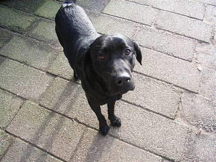 Labrador retriever Mr. Bean  - o0(LEENE DET VAR IK MIG?)0o fotograf: Lene (mig selv) billede 15