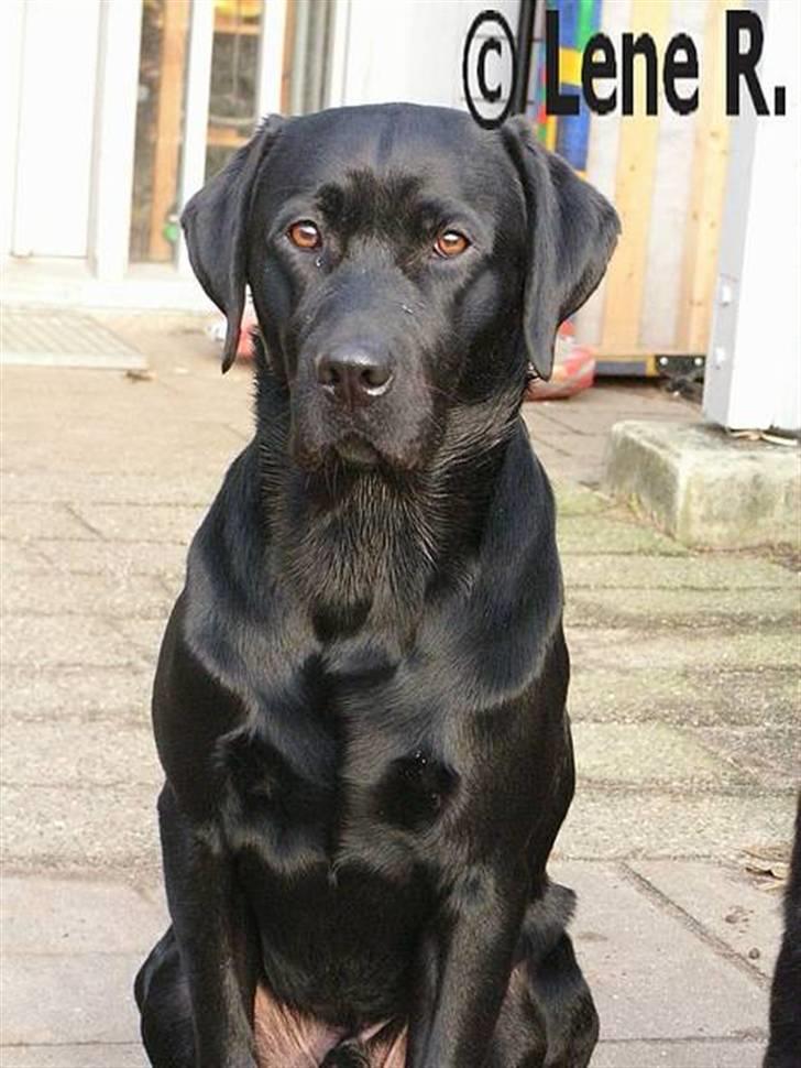 Labrador retriever Mr. Bean  - Opstillingsbillede. fotograf: Lene (mig selv) billede 16