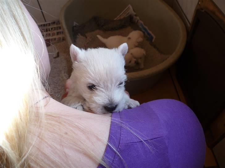 West highland white terrier Nomi - Nomi 4 uger billede 1