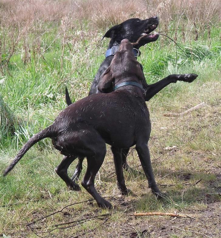 Labrador retriever Mr. Bean  - Bean & bøvl leger ved søen. fotograf: Lene (mig selv) billede 18