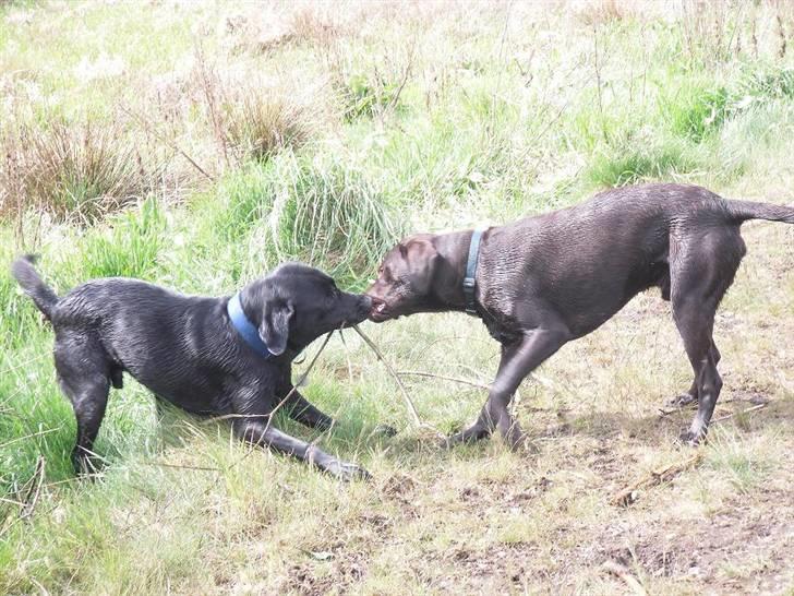 Labrador retriever Mr. Bean  - Grr. det min!! fotograf: Lene (mig selv) billede 19