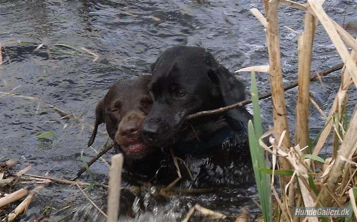 Labrador retriever Mr. Bean  - svømme svømme svømme. fotograf: Lene (mig selv) billede 20