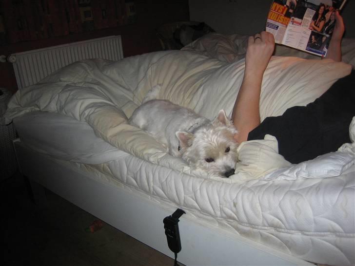 West highland white terrier Magnus - Flader i sengen (x billede 9