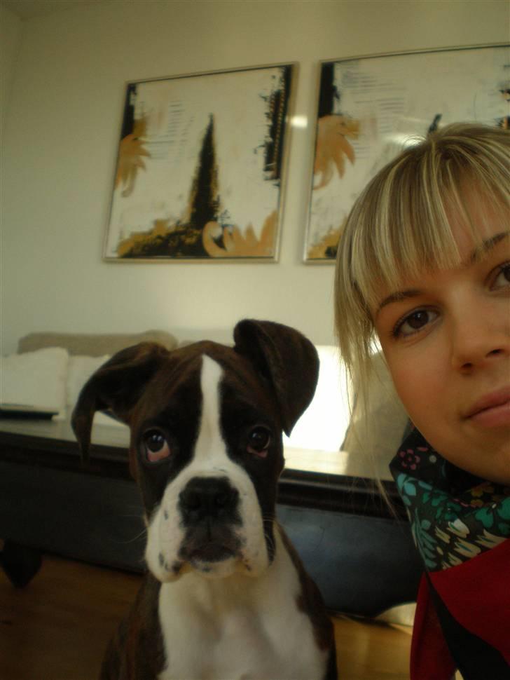 Boxer Aslan - nogen der kan såén med ørene billede 10