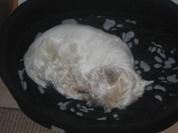 West highland white terrier Magnus - Zzzzzzzzzzz Ü xD billede 10