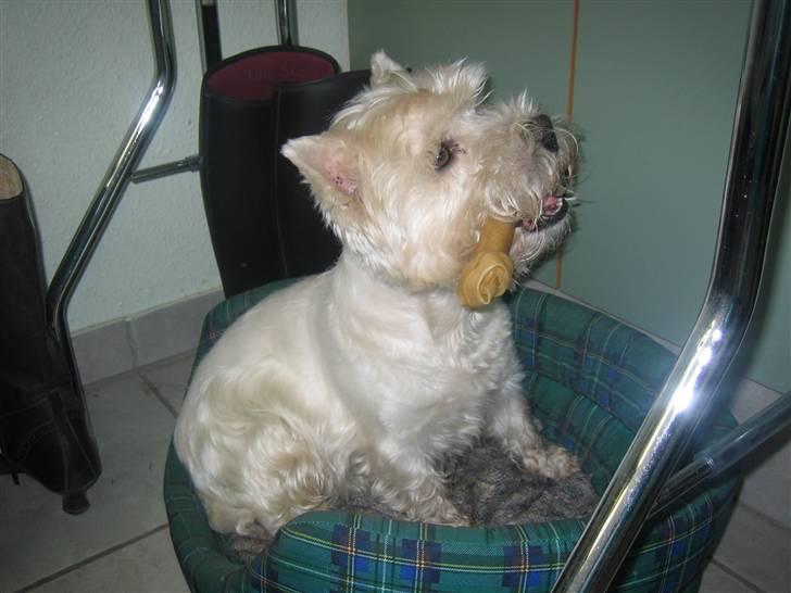 West highland white terrier Magnus - "Se mit fine kødben" :3 billede 11