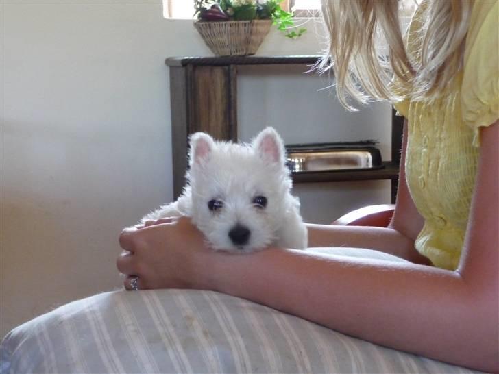 West highland white terrier Nomi - Nomi 6 uger billede 2