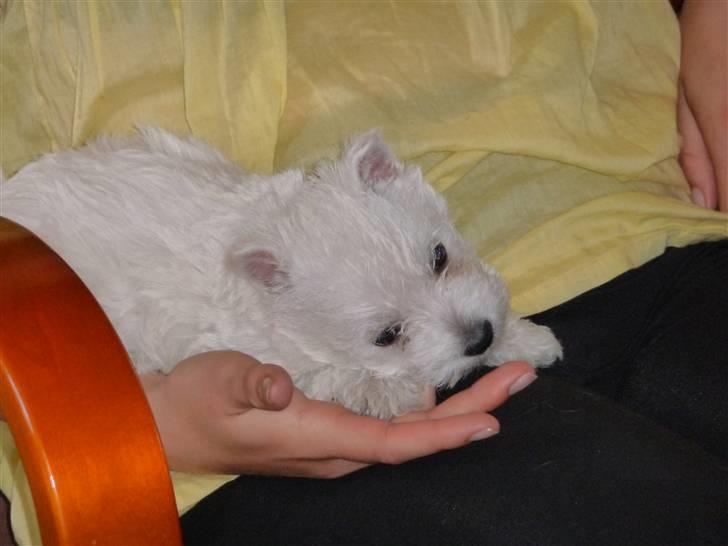 West highland white terrier Nomi - En lidt utryg Nomi 6 uger gammel, hun fandt tryghed ved at sutte let på fingrene billede 3