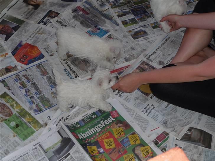 West highland white terrier Nomi - Her er hun blevet lidt mere modig, klar til "bide" kamp :-) billede 4