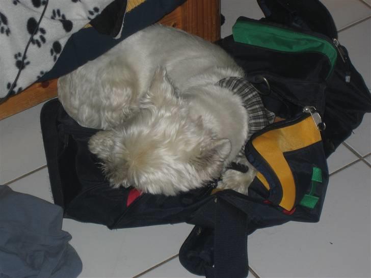 West highland white terrier Magnus - Sover på en taske :D <333 billede 12