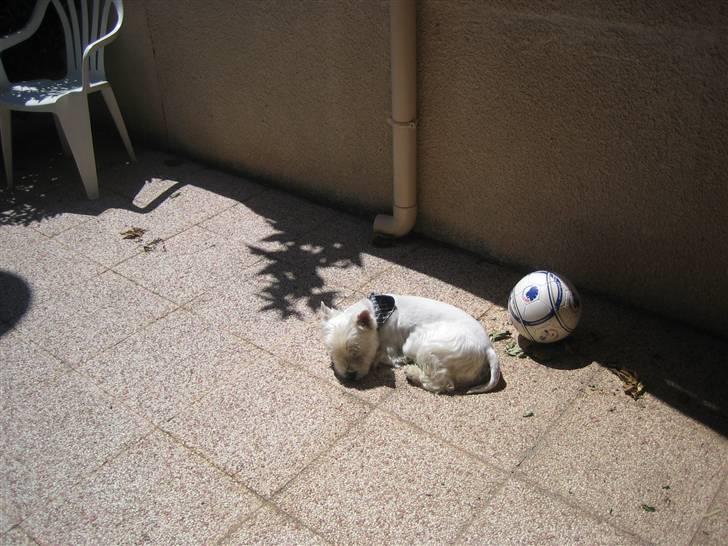 West highland white terrier Magnus - Slikker sol i Frankrig q: billede 13
