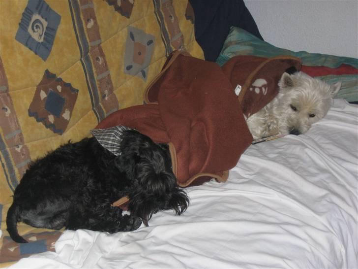 West highland white terrier Magnus - Magnus & Brormand Snavs putter :D billede 14