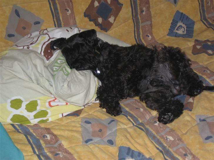 Dvaergschnauzer Snavs - "Hvem nullre mig på maven xD?" billede 15