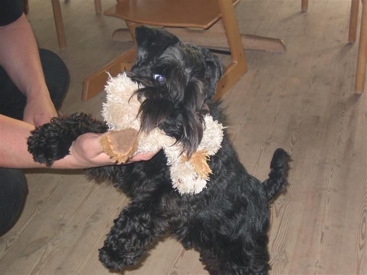 Dvaergschnauzer Snavs - Snavs som er den meget farlig dræber hund.. q: - Og kanibal.. xD billede 16