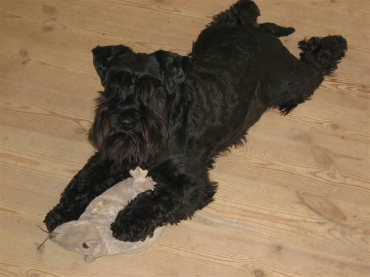 Dvaergschnauzer Snavs - Rottejægeren, tager en slapper 8P billede 17