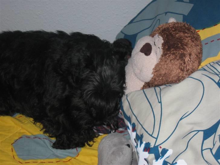 Dvaergschnauzer Snavs - Ren afslapning (: billede 18